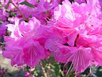 rhodo ostara 2.JPG